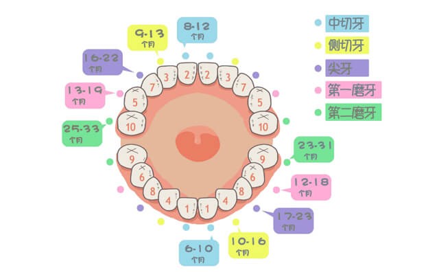 儿牙百科介绍